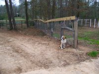 12-30-15 Tucker with New Fence Boards.jpg