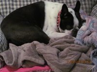 lucy 002.jpg