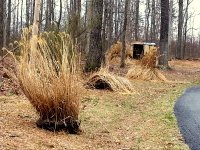 Grass 029.jpg