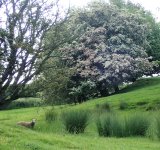 Still in blossom.jpg