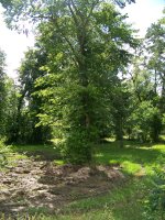 6-5-16 Last Tree In Way Of New Burn Pile.jpg