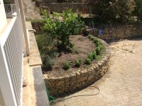 Basil-In-Garden.jpg