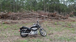 sportster-trees.jpg