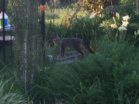 Fox.JPG Fox.JPG