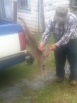 Bobcat TBN Ready.jpg