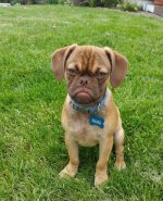 CXs dog.jpg