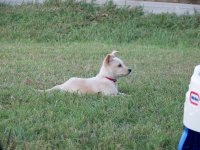 7-23-16 Fritz Watching Over Chloe.jpg