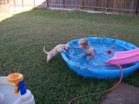 7-23-16 Fritz Wanting Into Pool With Chloe.jpg