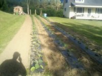 garden today 2.jpg