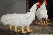 8 leg chicken.jpg