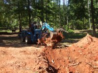 stump 1 119.JPG