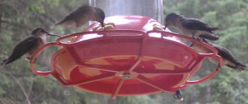 Hummers 029.jpg
