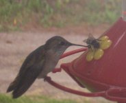 Hummer& bee.jpg