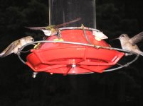 Hummers june14th 002.jpg