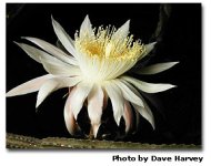 night blooming cerous.jpg