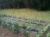 creasy pole beans.jpg creasy pole beans.jpg