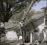 tree trimming error.gif