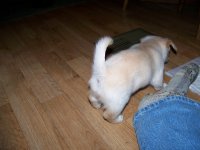 6-23-16 Fritz's Tail.jpg