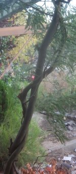 tree 1.jpg