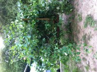 IMG_0381.JPG IMG_0381.JPG