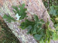 IMG_2037.jpeg IMG_2037.jpeg