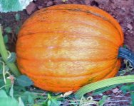 pumpkin 3.jpg