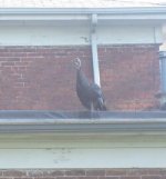 679526-roofturkey2.jpg