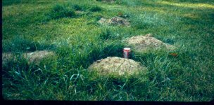 755255-moles.jpg