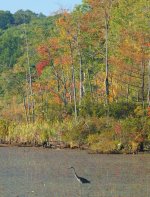 755434-fall swamp_3257.jpg