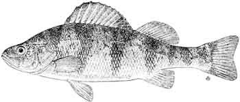 680991-Per_fla.jpg