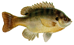 680993-bluegill.gif