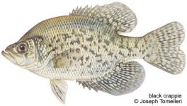 680996-black_crappie_400.jpg