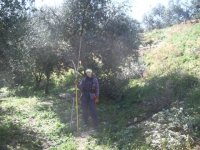 839735-TreePrunning 021.jpg