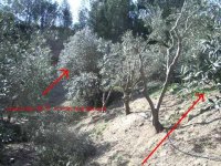 839745-TreePrunning LastTreeNotDone.jpg
