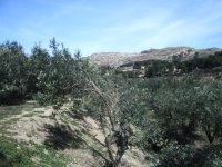 839748-TreePrunning LastTreeDone.jpg