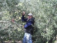 839762-TreePrunning 020.jpg