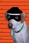 637386-bandit dog.jpg
