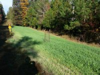 Gas line food plot.jpg Gas line food plot.jpg