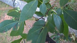 2nd Tree - 1.jpg