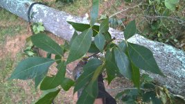 2nd Tree - 2.jpg