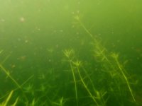 B Sparse in deeper water.jpg