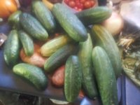 cukes.jpg