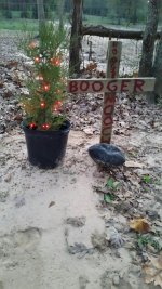 Booger's Christmas Tree.jpg