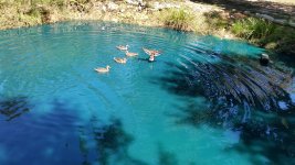 10-1-16 Ducks Landing On Water.jpg 10-1-16 Ducks Landing On Water.jpg