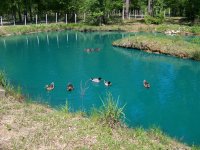 4-2-16 All 11 Ducks.jpg