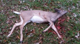 Doe.jpeg