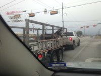 donkey in flatbed trailer.jpg
