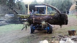 cottonwood 1.jpg
