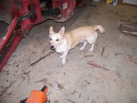 2-10-17 Fritz In The Barn.jpg