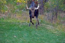 6 moose charging me NIK_4206.jpeg